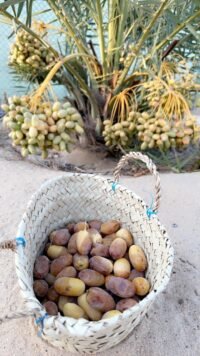 مزرعة فاخرة للبيع 10,000م² متكاملة وجاهزة | الجبيل – حي الهدا (الشرافي)